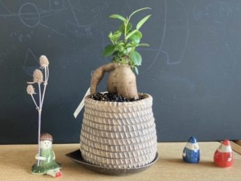 【らいぶらりー・すうぃーつ講座】幸せの木 ガジュマルの小さな鉢植えを作ろう